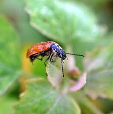 Attēlu rezultāti vaicājumam “Alleculidae”