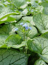 Image result for Brunnera `Jack Frost`