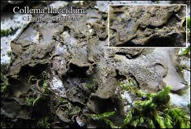 Attēlu rezultāti vaicājumam “Collema flaccidum”
