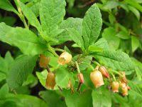 Attēlu rezultāti vaicājumam “Menziesia ferruginea”