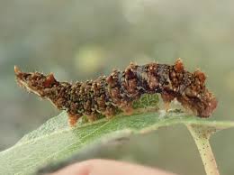 Attēlu rezultāti vaicājumam “Falcaria lacertinaria”