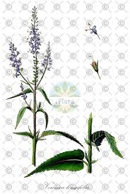 Attēlu rezultāti vaicājumam “Veronica longifolia fruit”