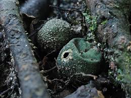 Attēlu rezultāti vaicājumam “Oligonema sp.”