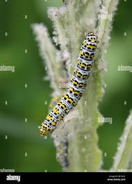 Attēlu rezultāti vaicājumam “Cucullia verbasci larva”