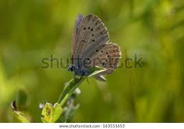 Attēlu rezultāti vaicājumam “Maculinea alcon female”