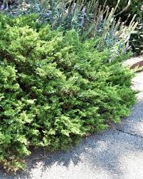 Attēlu rezultāti vaicājumam “Juniperus sabina”