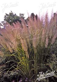 Attēlu rezultāti vaicājumam “Calamagrostis purpurea fruit”
