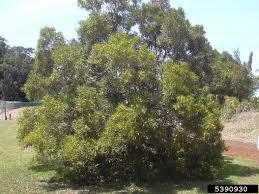 Attēlu rezultāti vaicājumam “Aphis confusa”