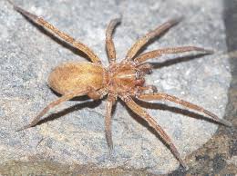 Attēlu rezultāti vaicājumam “Agroeca brunnea”