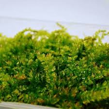 Attēlu rezultāti vaicājumam “Plagiomnium elatum”