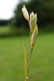 Attēlu rezultāti vaicājumam “Danthonia decumbens bud”