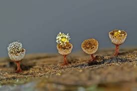 Attēlu rezultāti vaicājumam “Craterium minutum macro”