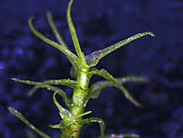 Attēlu rezultāti vaicājumam “| Dicranella”