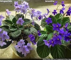 Image result for Saintpaulia ionantha Culitvar