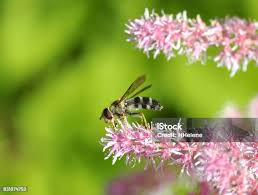 Attēlu rezultāti vaicājumam “Leucozona glaucia”