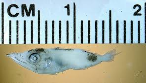 Image result for Scomberomorus cavalla