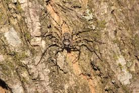 Attēlu rezultāti vaicājumam “Philodromus sp.”