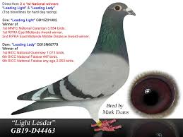 Image result for Maidstone Aces Mcc