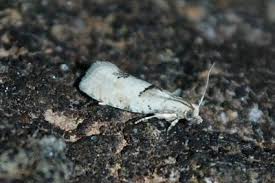 Attēlu rezultāti vaicājumam “Epinotia bilunana”