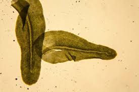 Attēlu rezultāti vaicājumam “Anomodon attenuatus sporophyte”