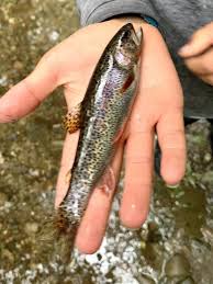 Image result for Oncorhynchus clarkii