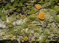 Attēlu rezultāti vaicājumam “Coenogonium pineti”