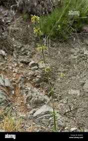 Attēlu rezultāti vaicājumam “Silene otites fruit”