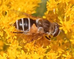 Attēlu rezultāti vaicājumam “Eristalis sp.”