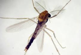 Attēlu rezultāti vaicājumam “Chironomidae”