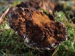 Attēlu rezultāti vaicājumam “Onnia triquetra”