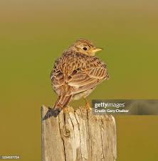 Attēlu rezultāti vaicājumam “Alauda arvensis adult”