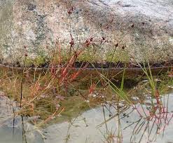 Attēlu rezultāti vaicājumam “Juncus bulbosus fruit”