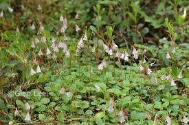 Attēlu rezultāti vaicājumam “Linnaea borealis leaf”