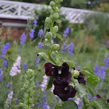 Image result for Alcea rosea nigra