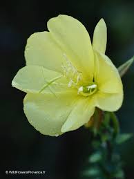 Attēlu rezultāti vaicājumam “Oenothera biennis flower”