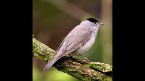 Image result for Sylvia hortensis