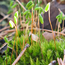 Attēlu rezultāti vaicājumam “Bryum funkii macro”