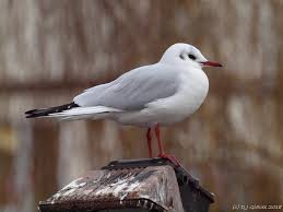 Attēlu rezultāti vaicājumam “Larus ridibundus adult”