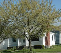 Attēlu rezultāti vaicājumam “Morus alba”