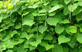 Attēlu rezultāti vaicājumam “Catalpa ovata fruit”