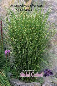 Image result for Miscanthus sinensis Zebrina