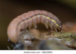 Attēlu rezultāti vaicājumam “Lacanobia oleracea”