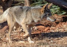 Image result for Hartlepool Coyotes