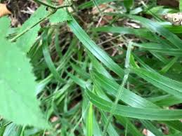 Attēlu rezultāti vaicājumam “Brachypodium sylvaticum fruit”
