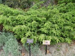 Attēlu rezultāti vaicājumam “Juniperus communis”