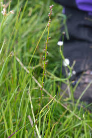 Attēlu rezultāti vaicājumam “Triglochin palustre flower”