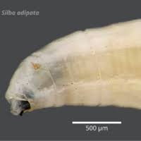 Attēlu rezultāti vaicājumam “Therevidae larva”