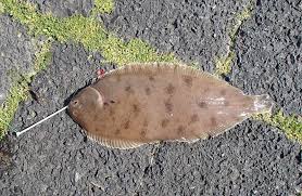 Image result for Solea solea