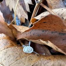 Attēlu rezultāti vaicājumam “Badhamiopsis macrospora spores”