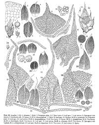 Attēlu rezultāti vaicājumam “Acaulon muticum sporophyte”